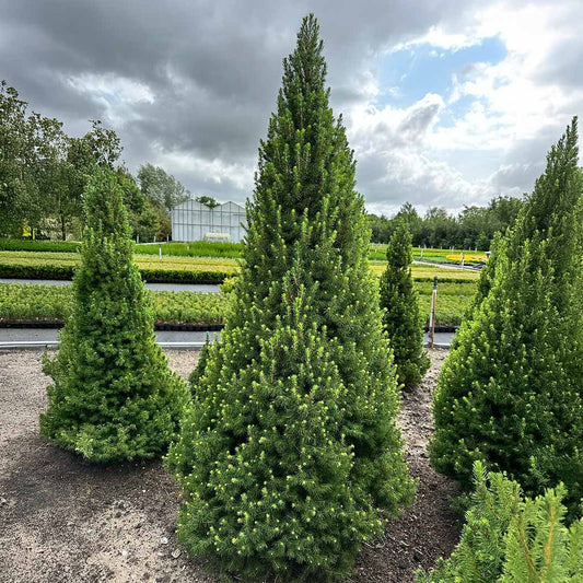 Spruce It UpTM Dwarf Alberta Spruce Tree