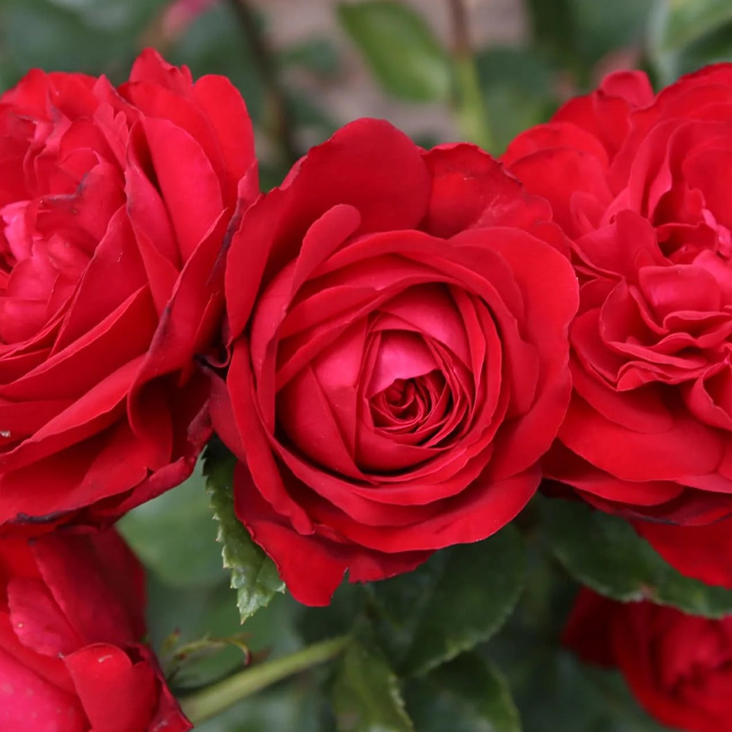 TiamoTM Rose Shrub