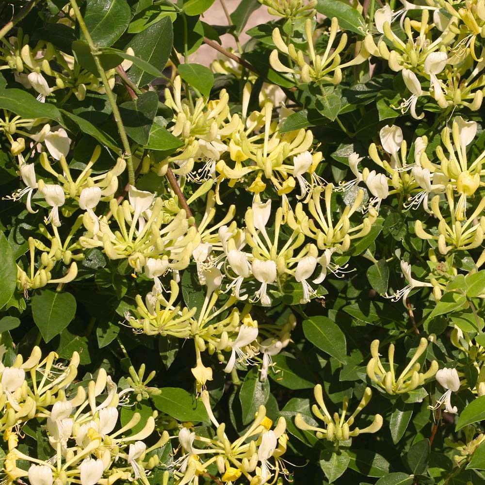 Perennial Plants