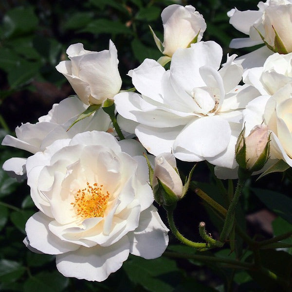 Iceberg Rose Bush