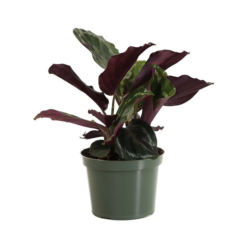 Calathea Medallion