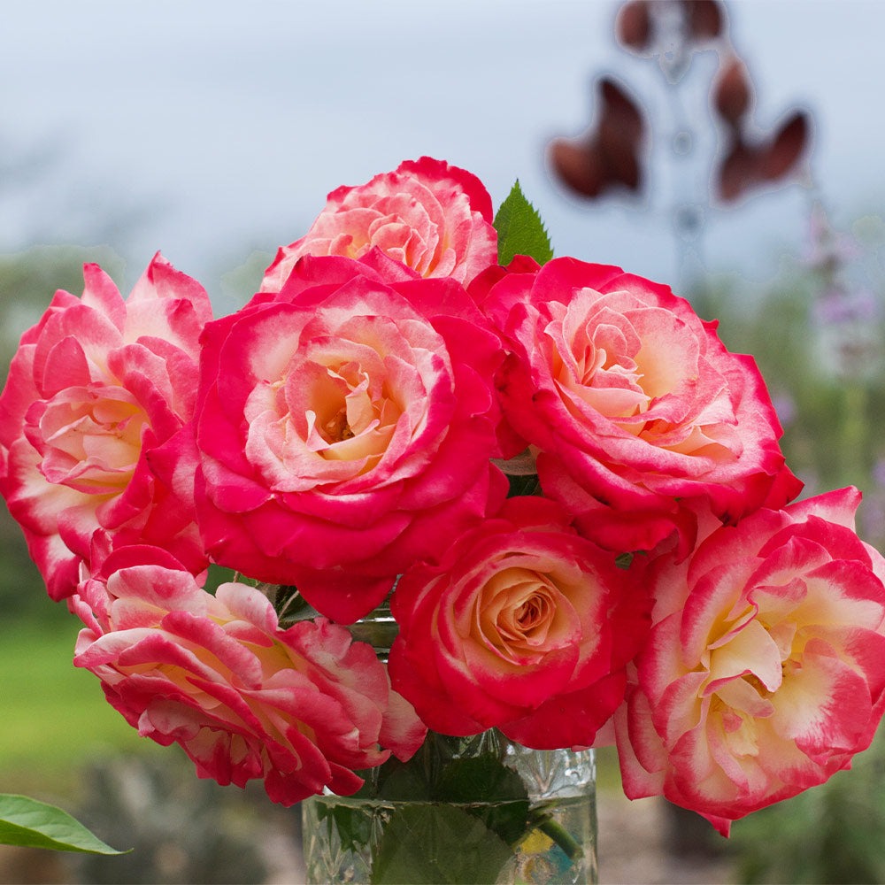 White LiesTM Rose Shrub