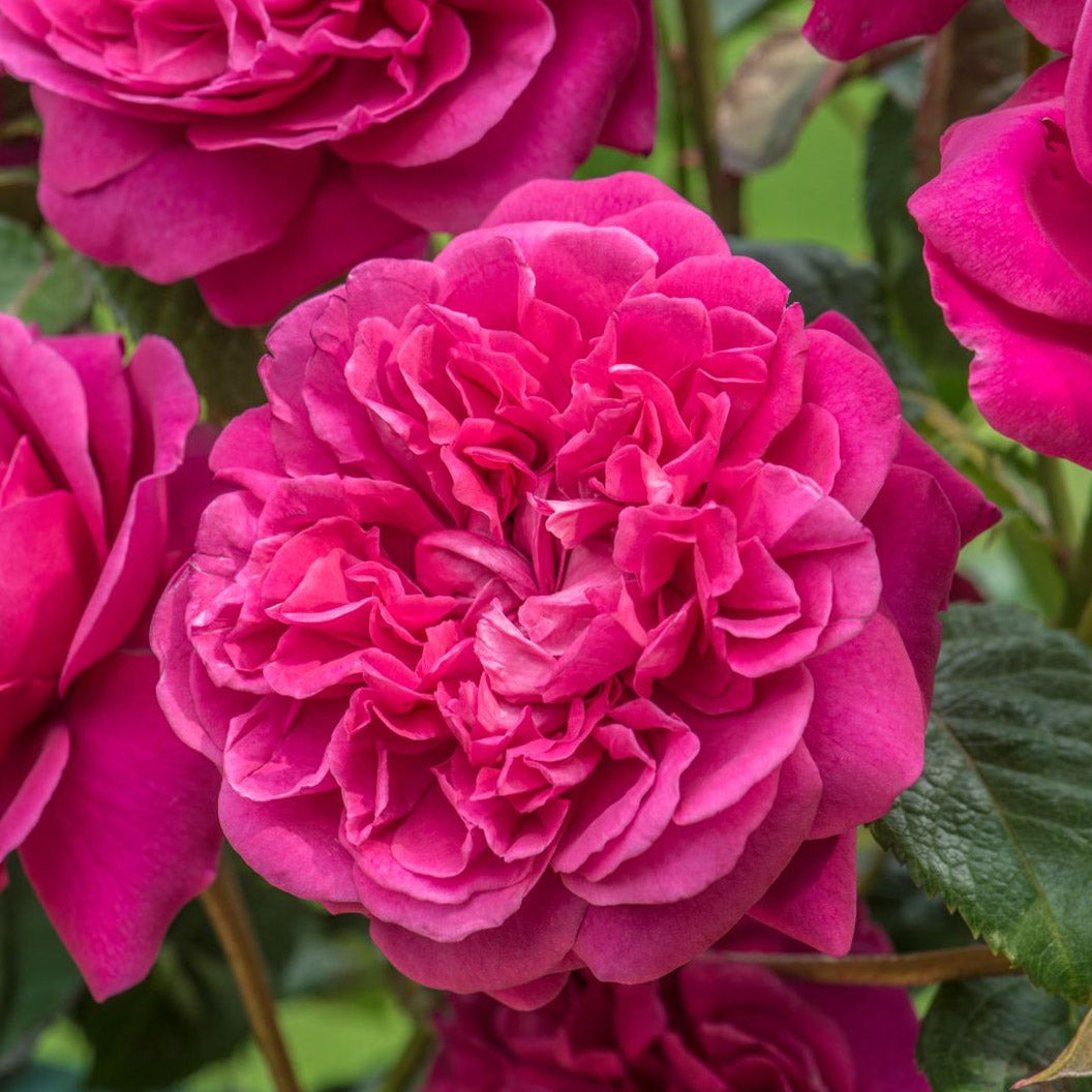David Austin® James L. AustinTM Rose Shrub