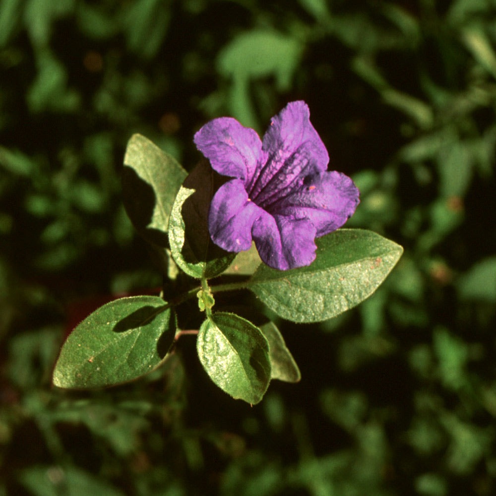 Desert Ruellia Shrub