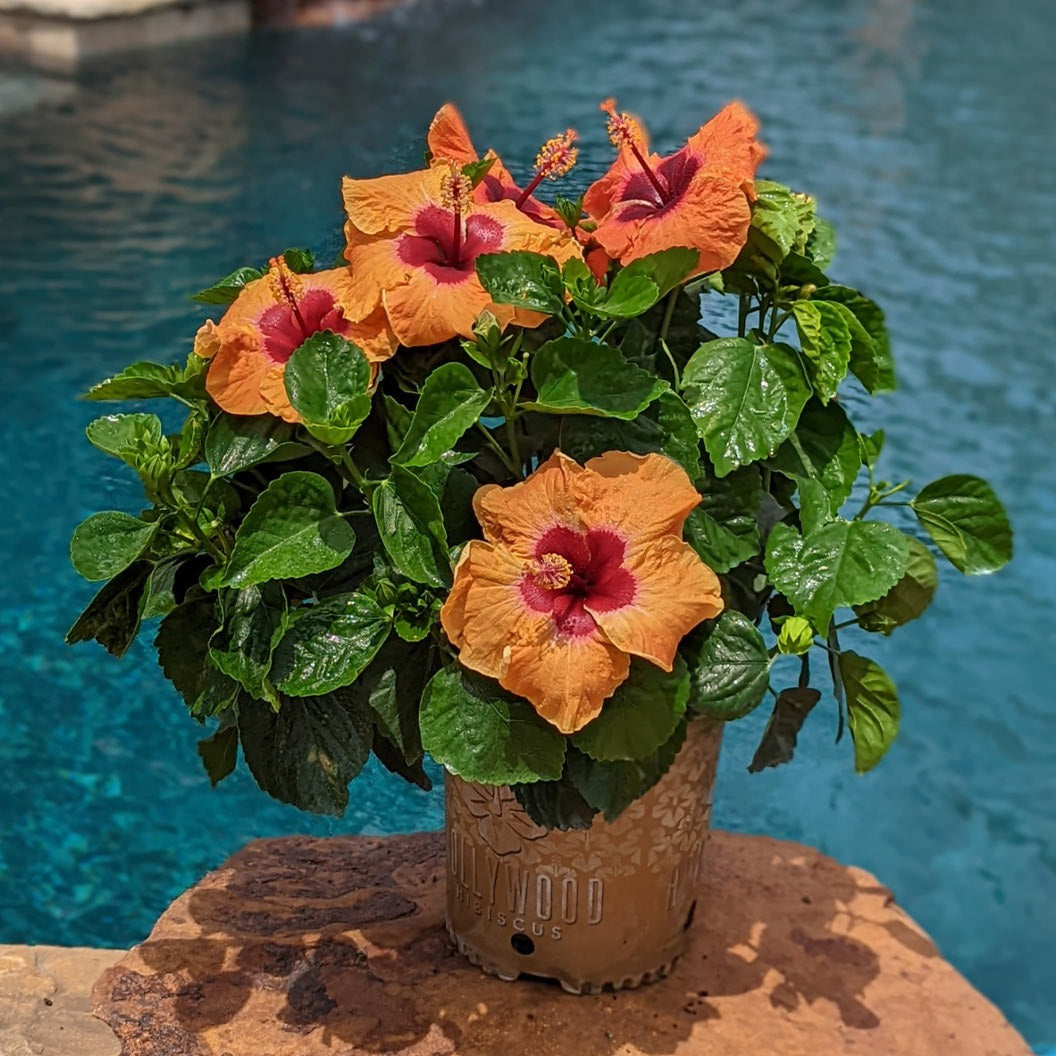 Disco DivaTM Hollywood® Hibiscus