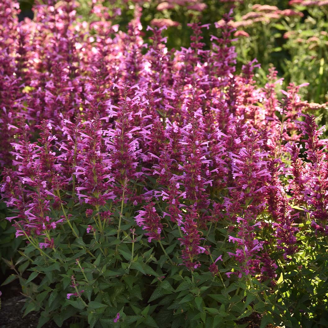 SummerlongTM Magenta Agastache Plant