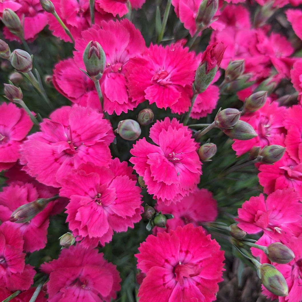 Glamour TimeTM Dianthus Plant