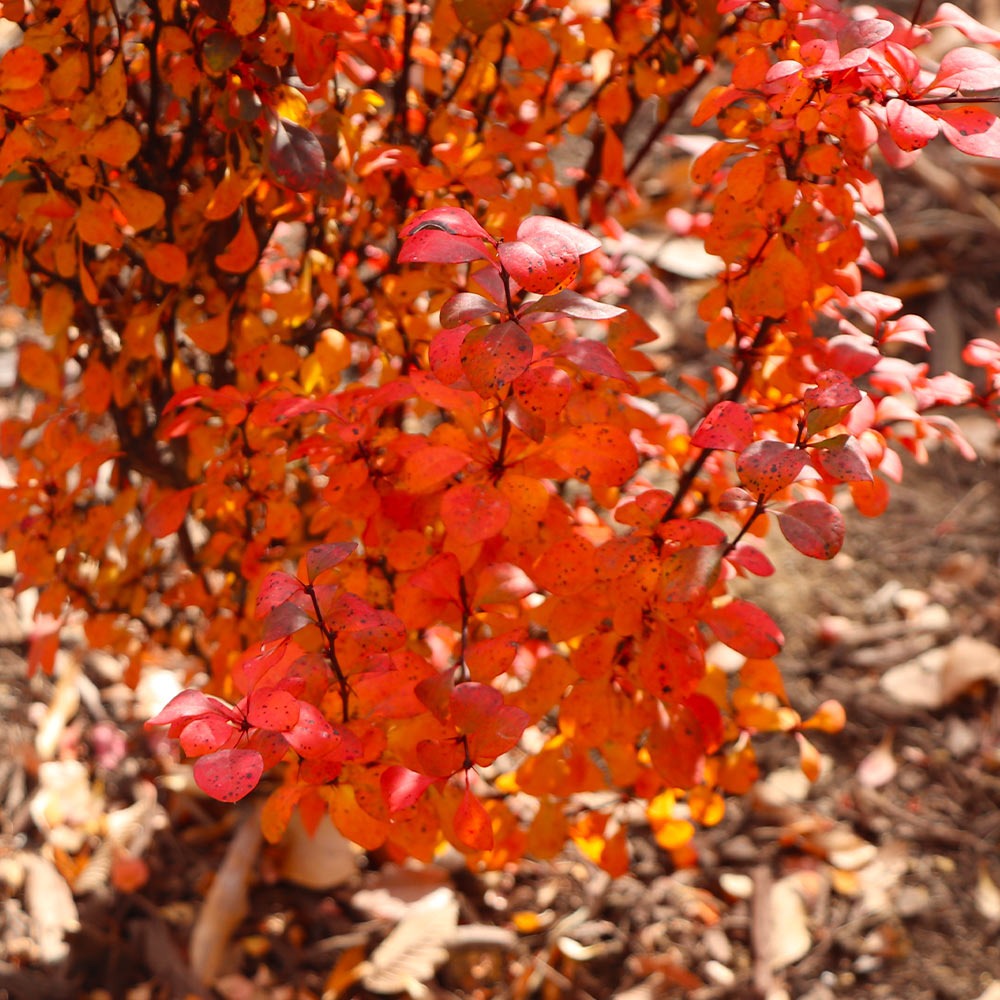 Southern Living® Orange Rocket Barberry Shrub
