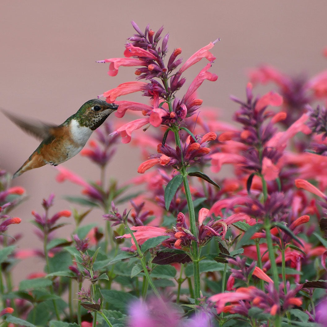 SummerlongTM Coral Agastache Plant