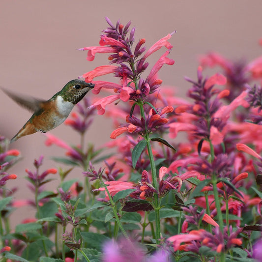 SummerlongTM Coral Agastache Plant