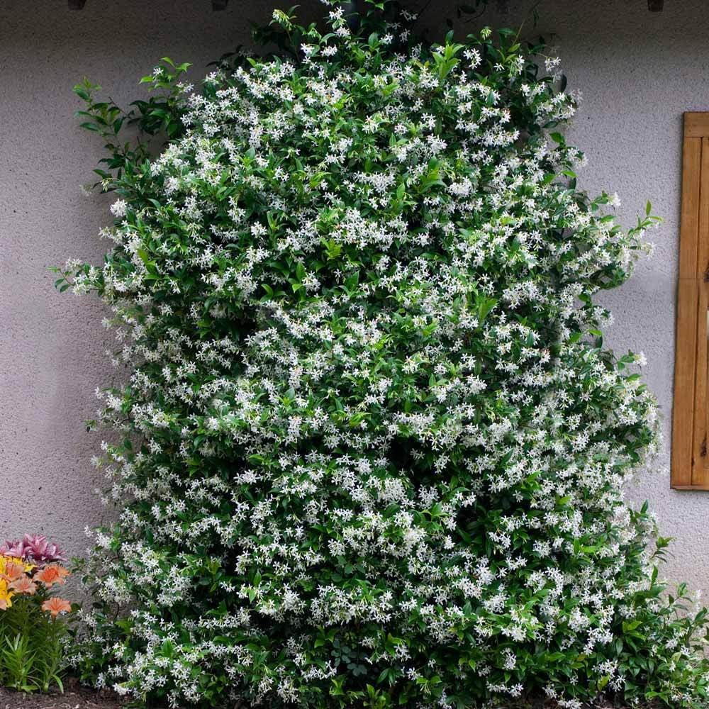 Perennial Plants