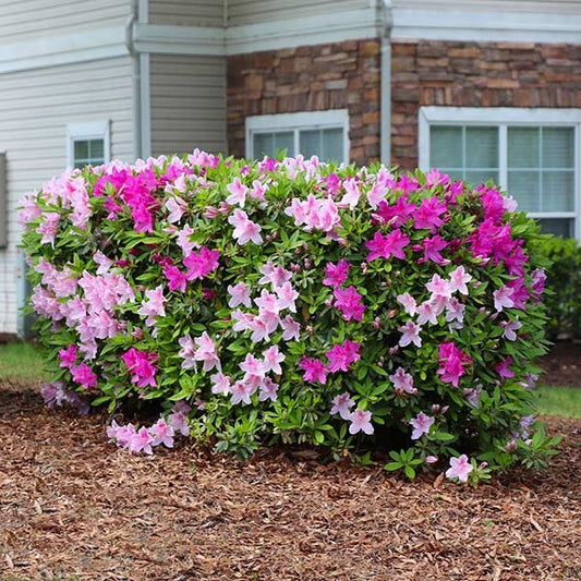 Conversation Piece Azalea