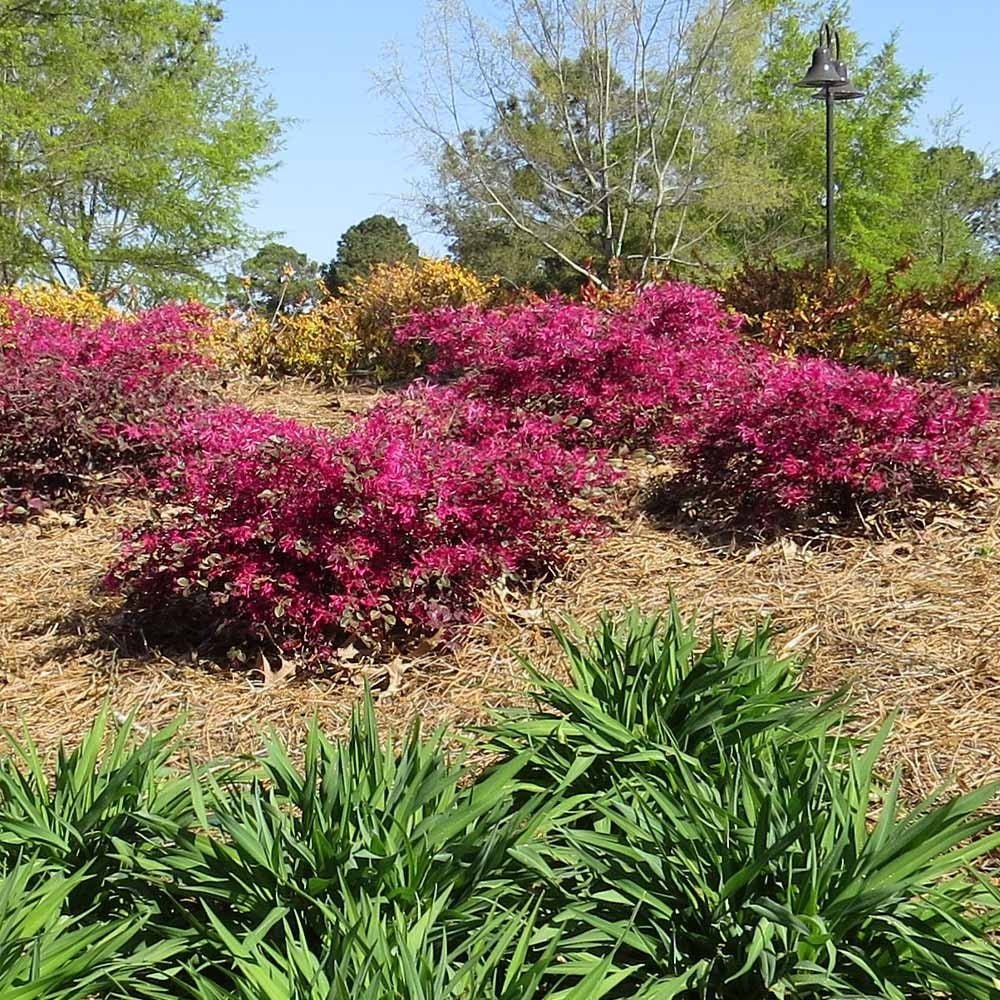 Crimson FireTM Loropetalum Shrub