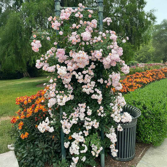 Perfume BreezeTM Climbing Rose