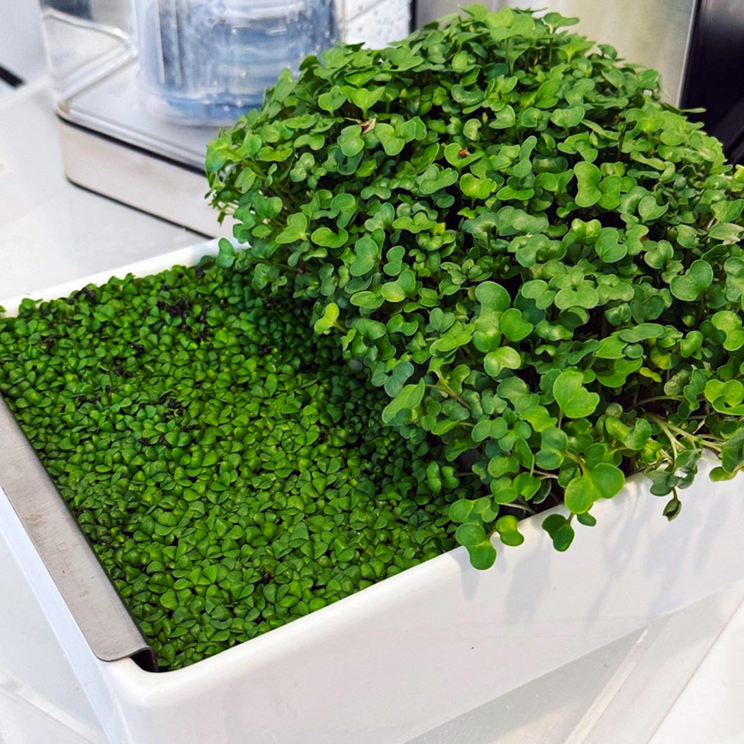 Gardenuity® Microgreens Desktop Garden Starter Kit