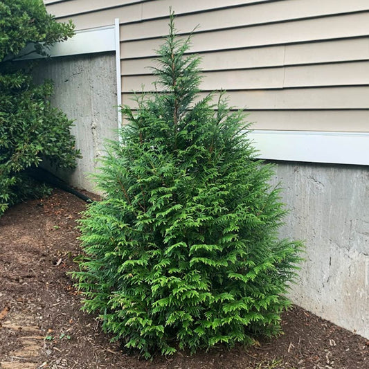 LeprechaunTM Arborvitae Tree