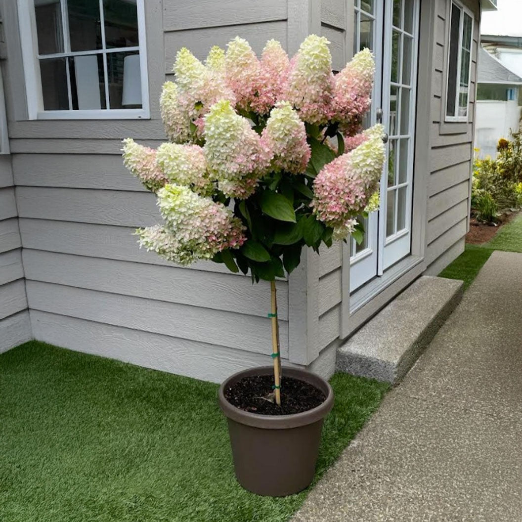 Sweet StarlightTM Hydrangea Tree