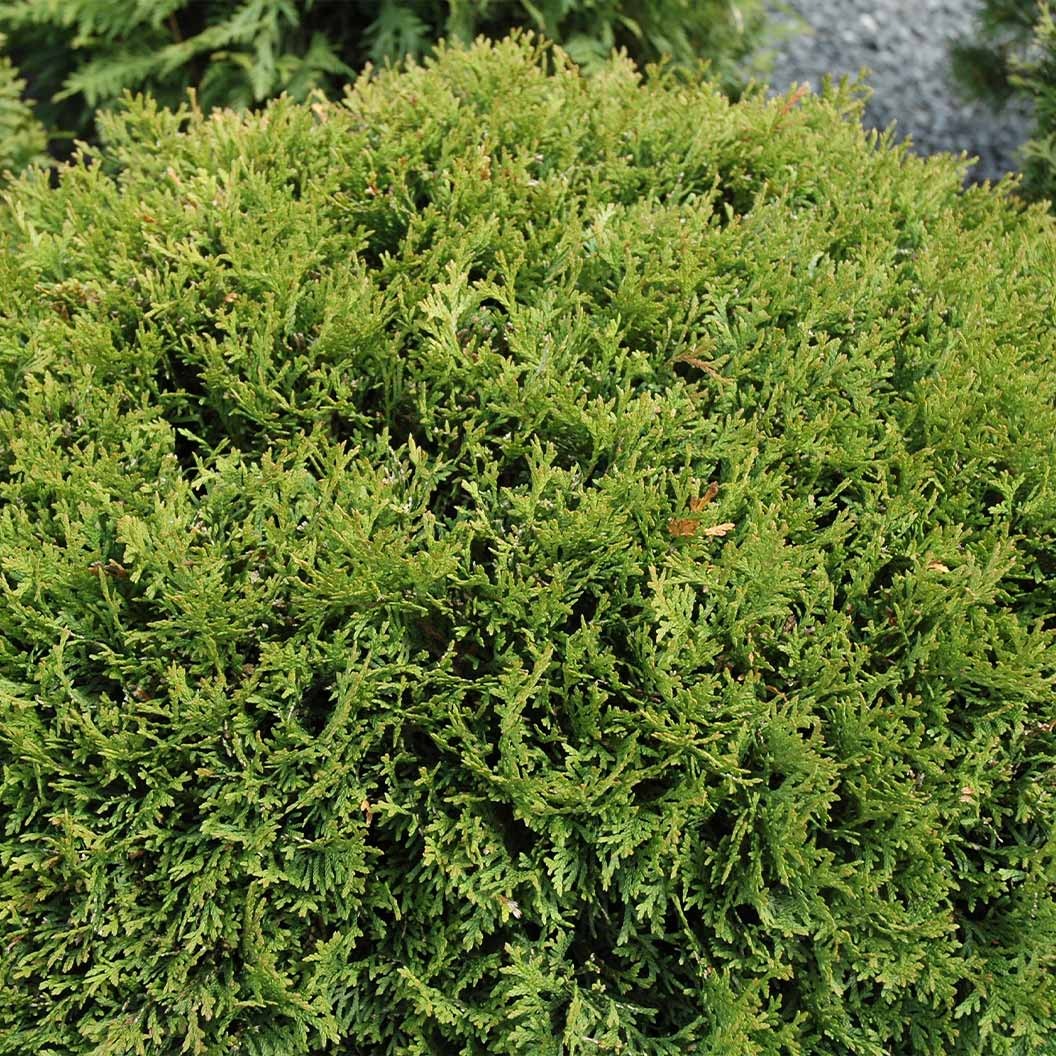 Little Giant Dwarf Arborvitae Shrub