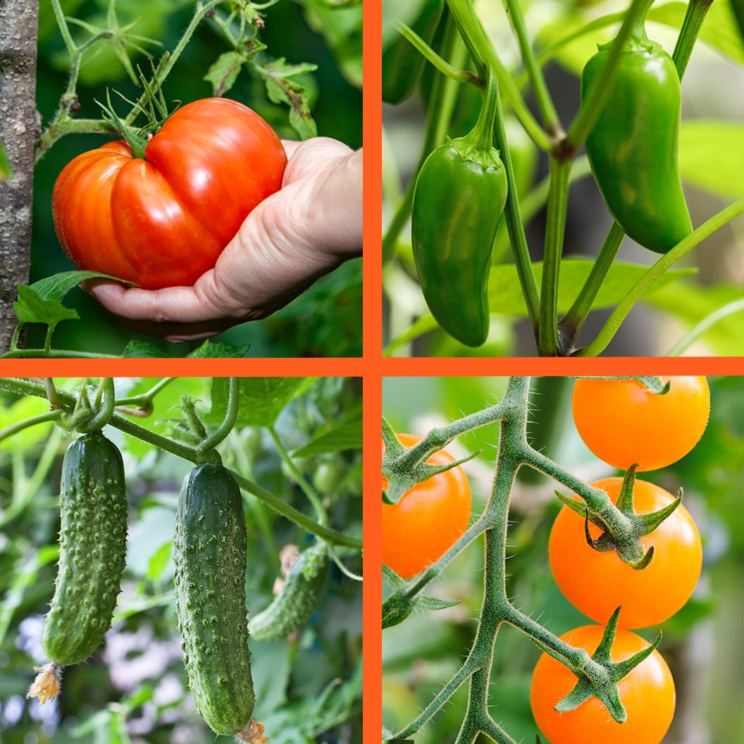 Everyday Harvest Organic Vegetable 4 Pack Plant