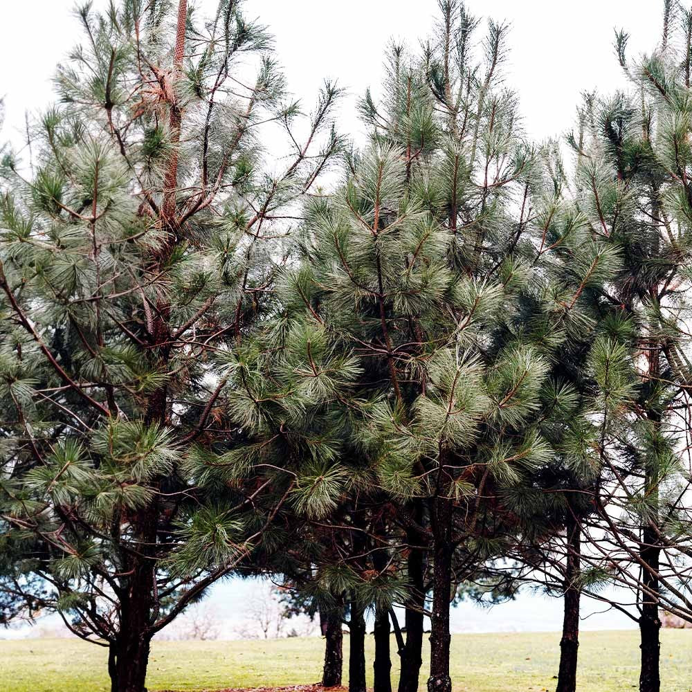 Black Hills Ponderosa Pine Tree