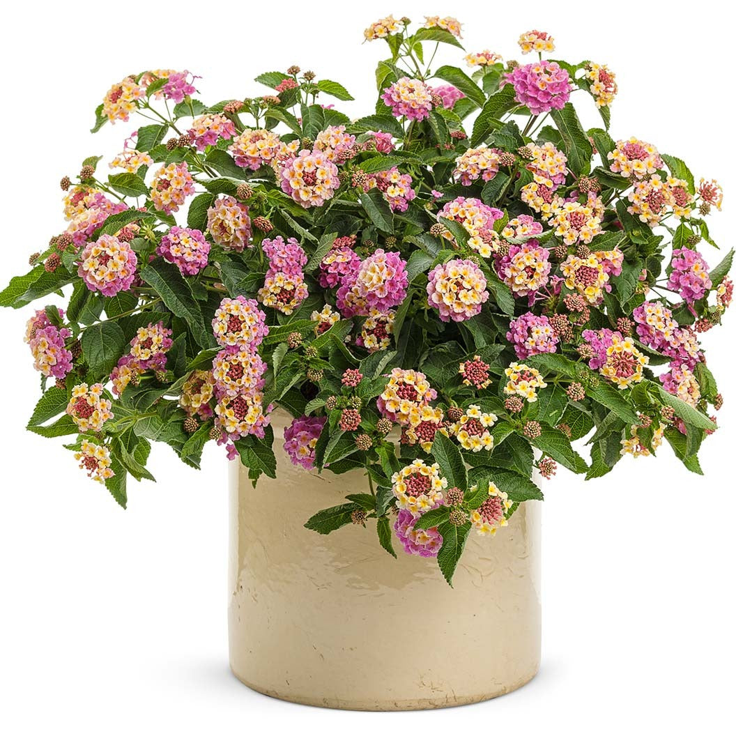 Proven Winners® Luscious® Pinkberry BlendTM Lantana