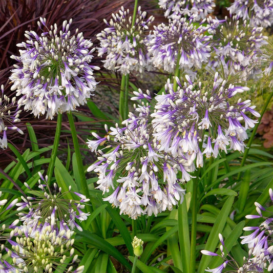 Ever TwilightTM Agapanthus Plant