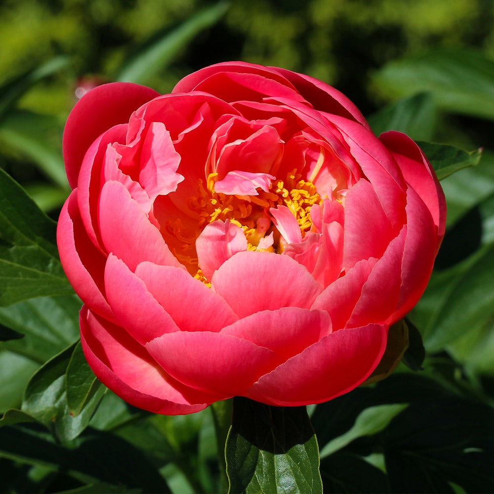 Coral Charm Peony