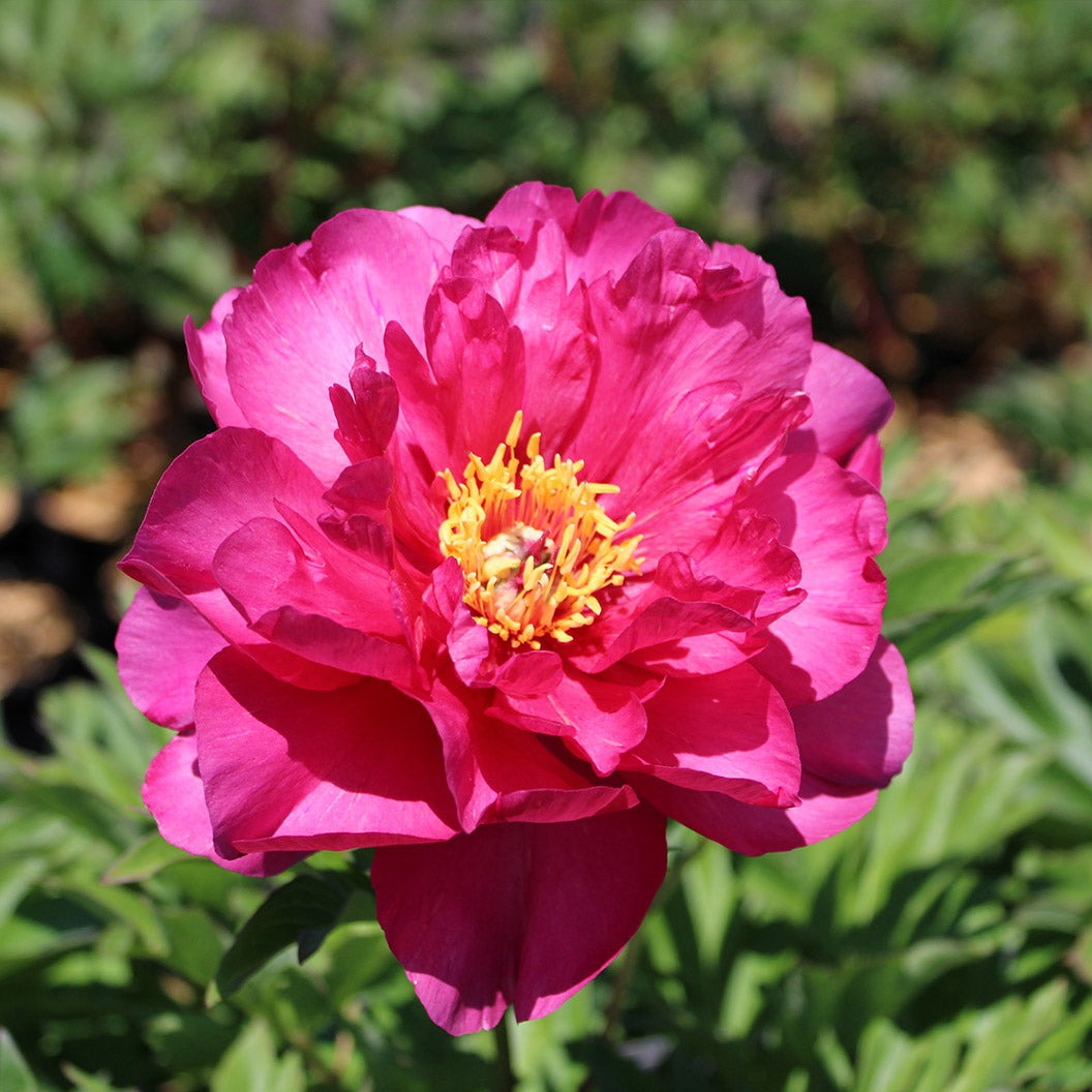 Garden Candy® Hot TamaleTM Itoh Peony Shrub
