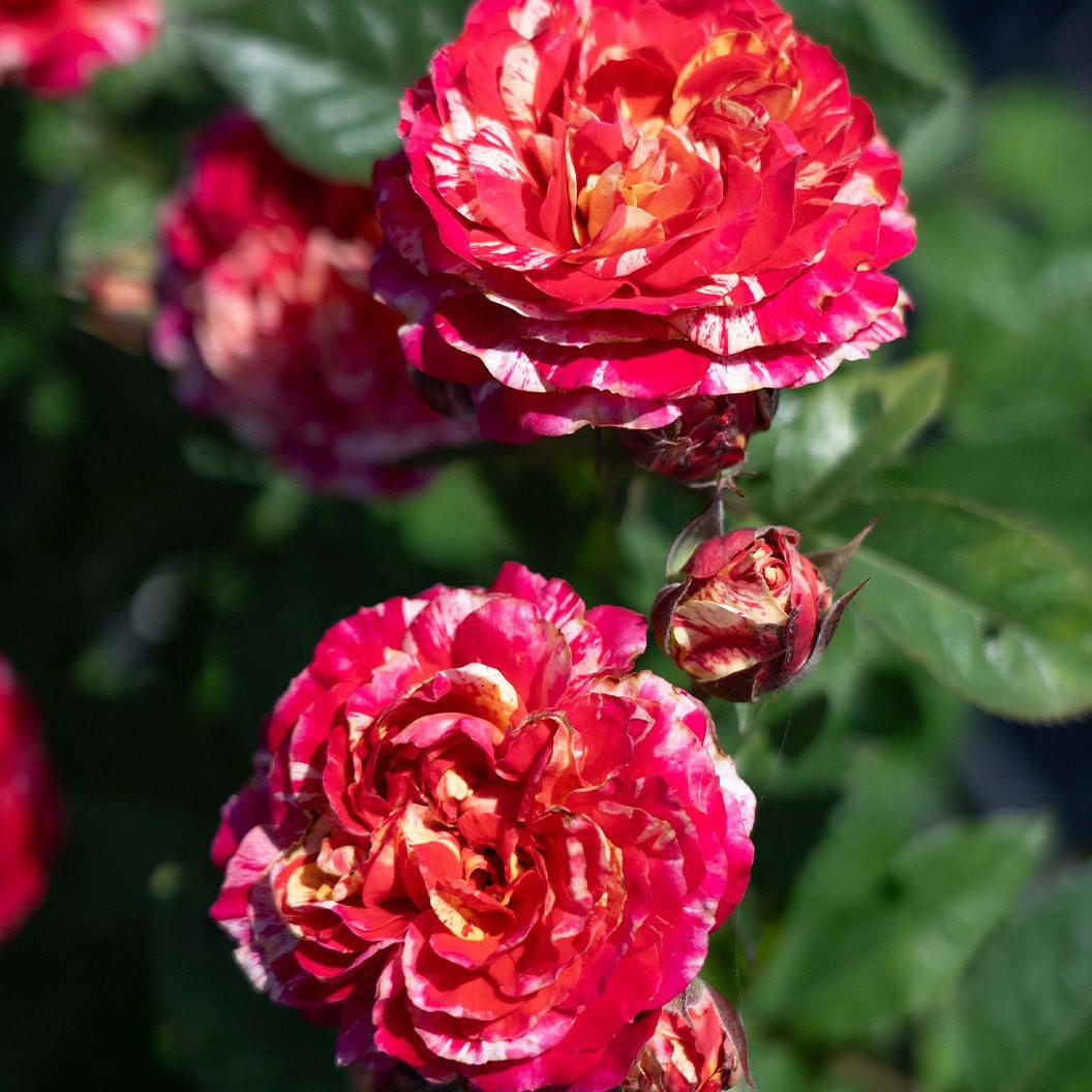 Bloomables® Winning StreakTM Rose