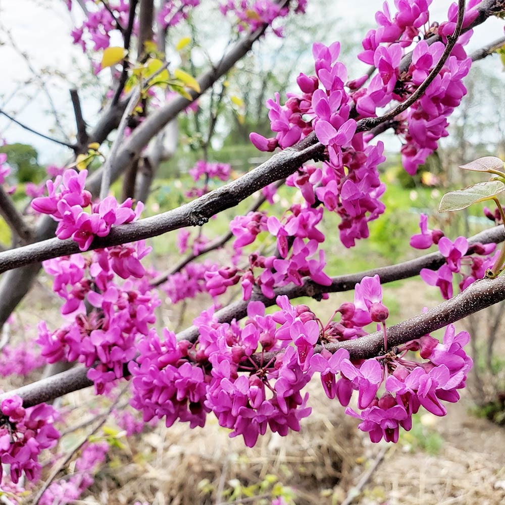 Luscious LavenderTM Redbud Tree