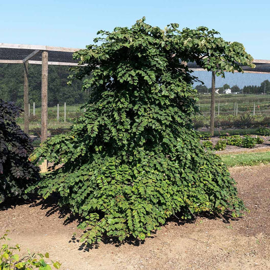 Garden Gems Emerald Falls Redbud Tree