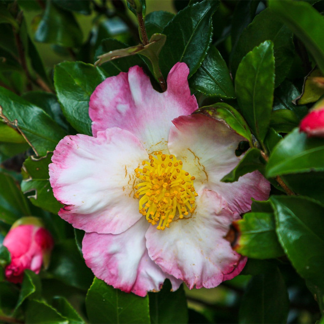 Hana-Jiman Camellia