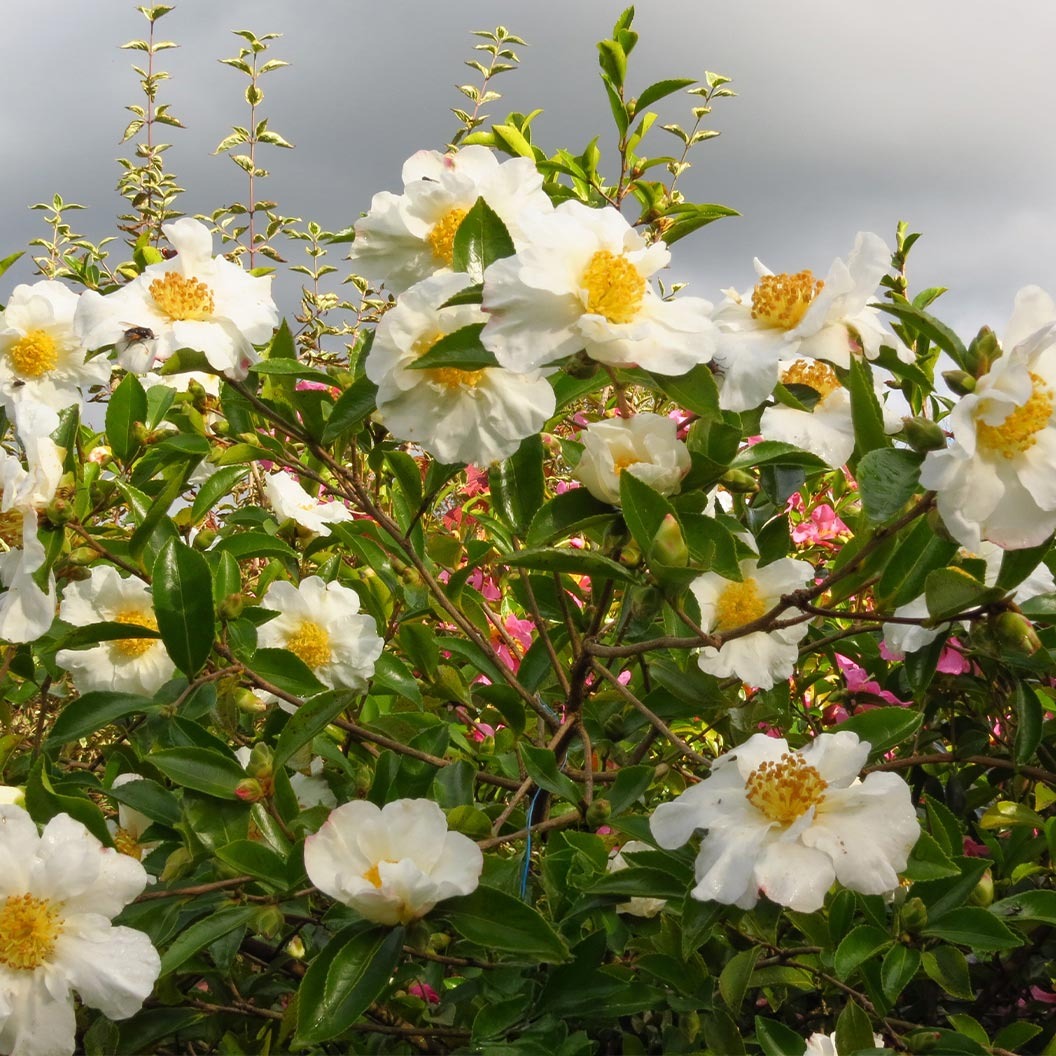 Setsugekka Camellia