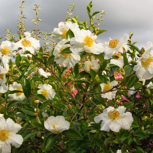 Setsugekka Camellia