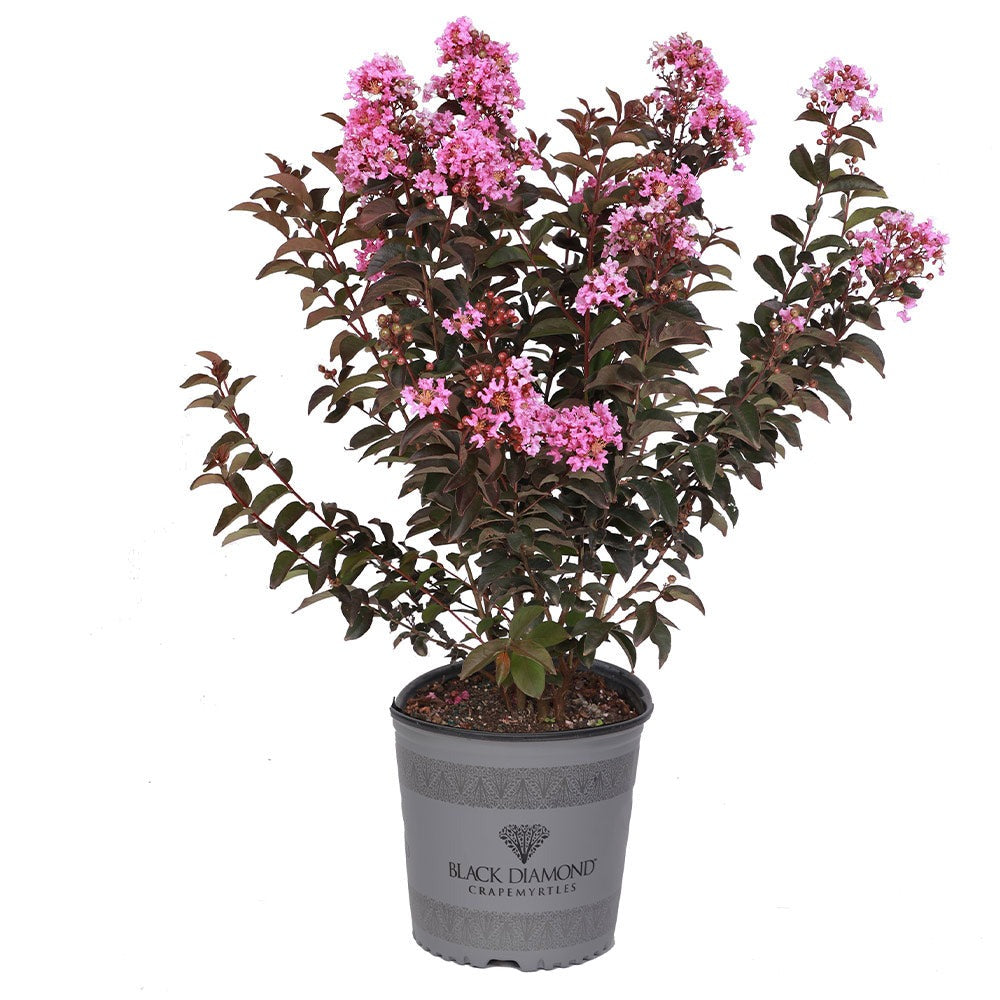 Black Diamond® Lavender LaceTM Crape Myrtle Tree