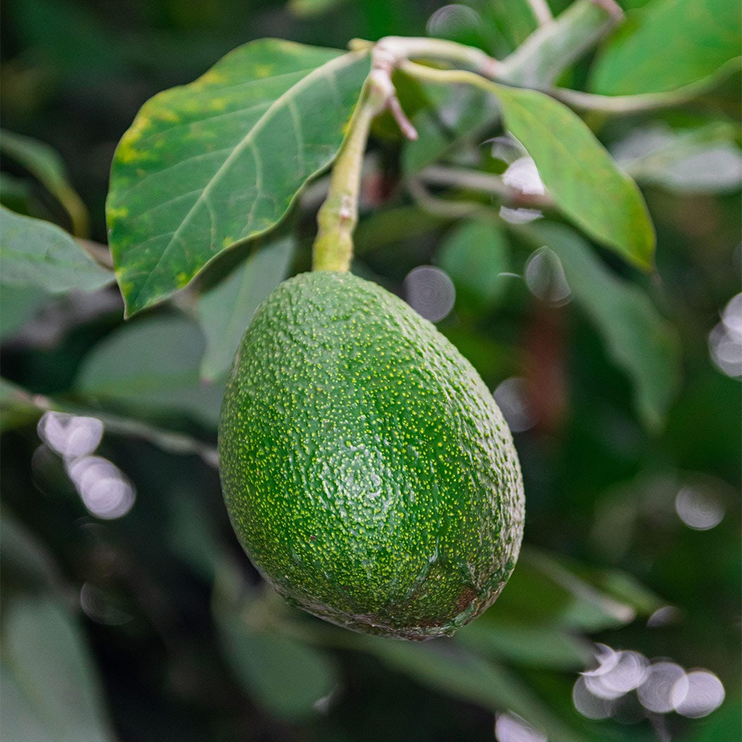 Fuerte Avocado Tree