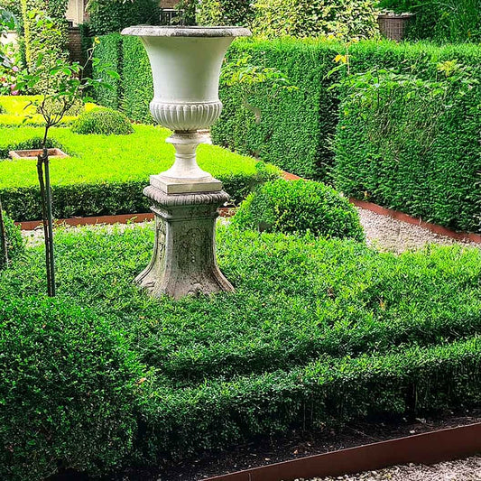 Better Boxwood® SkylightTM Shrub