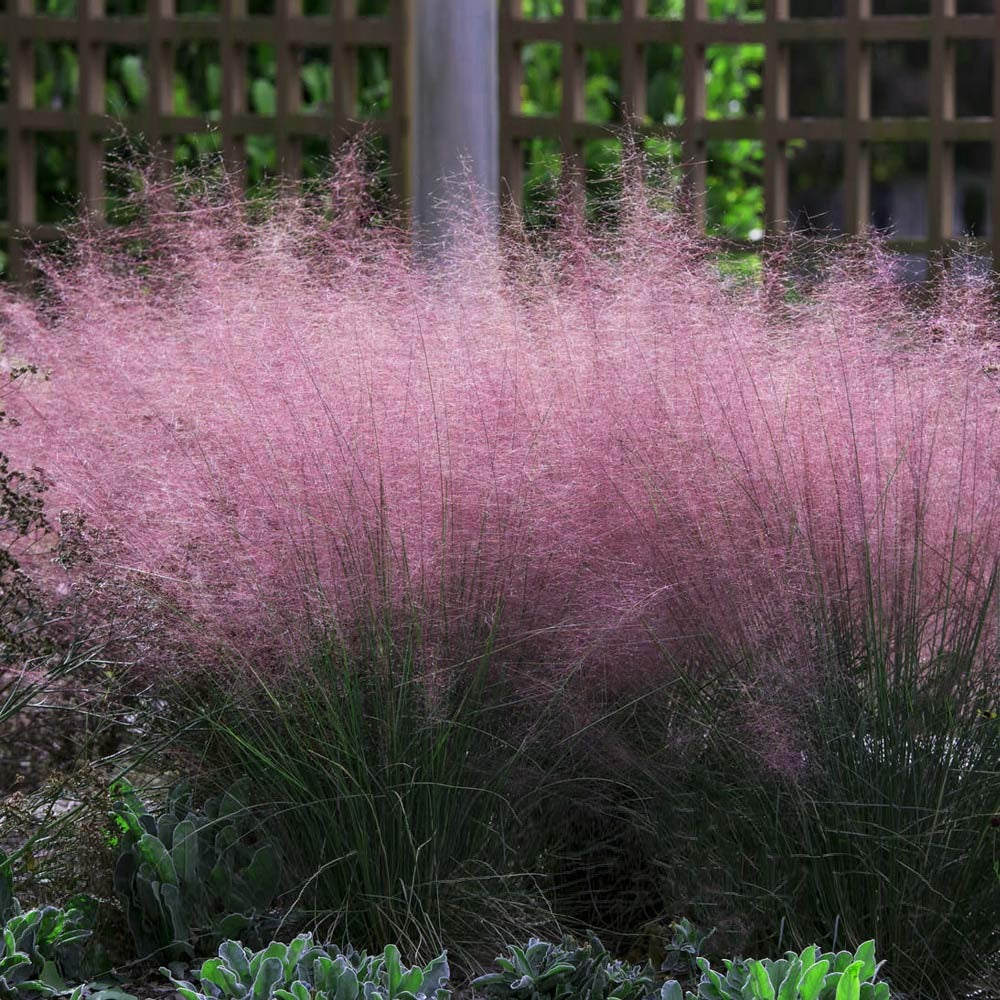 Perennial Plants