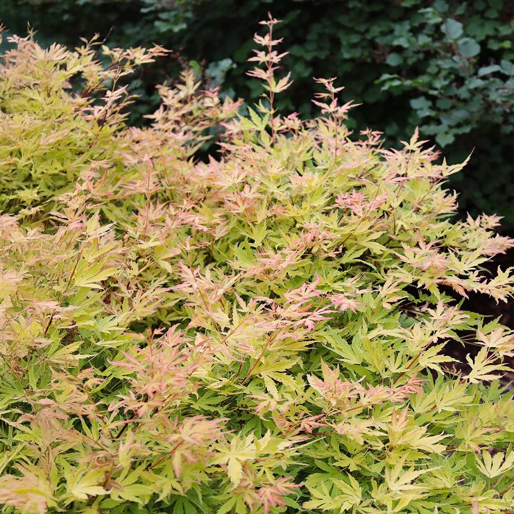 Proven Winners® Metamorphosa® Japanese Maple Tree