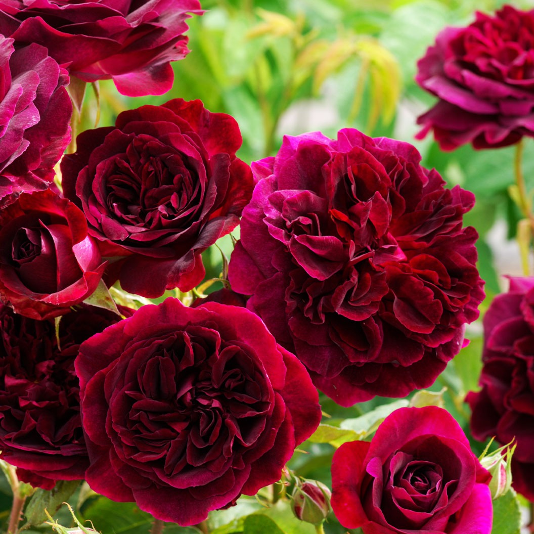 David Austin® Munstead Wood® Rose Bush