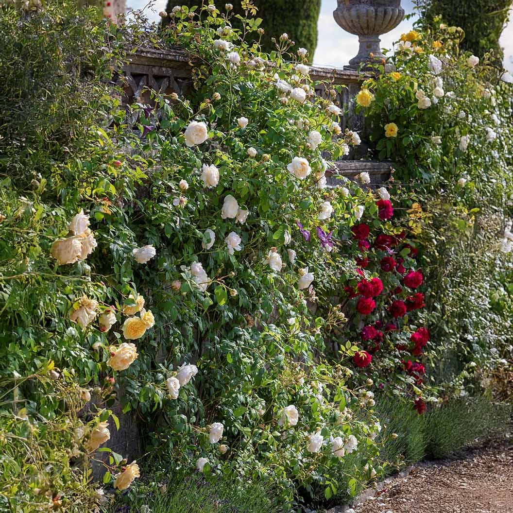 David Austin® Claire Austin® English Climbing Rose
