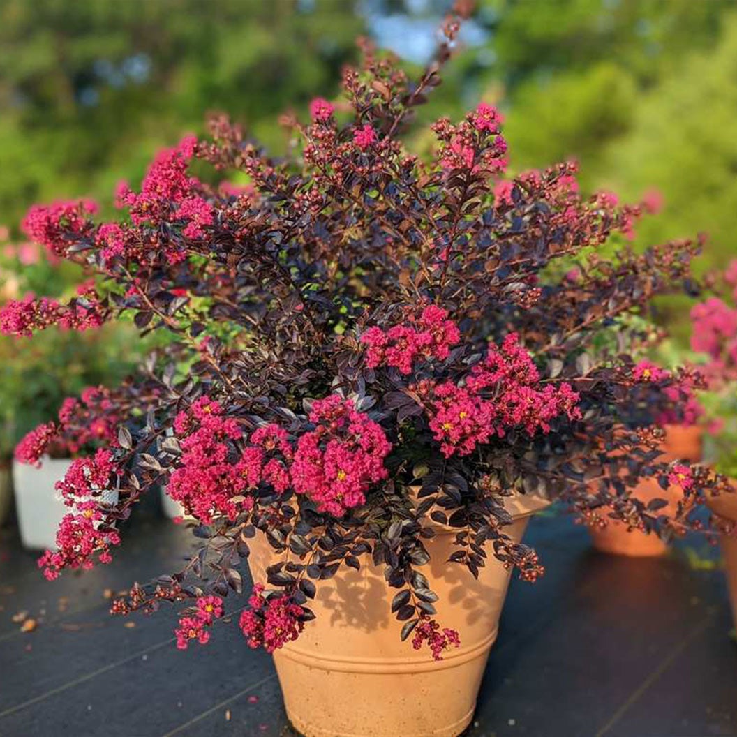 Black Diamond® Pave PinkTM Crape Myrtle Bush