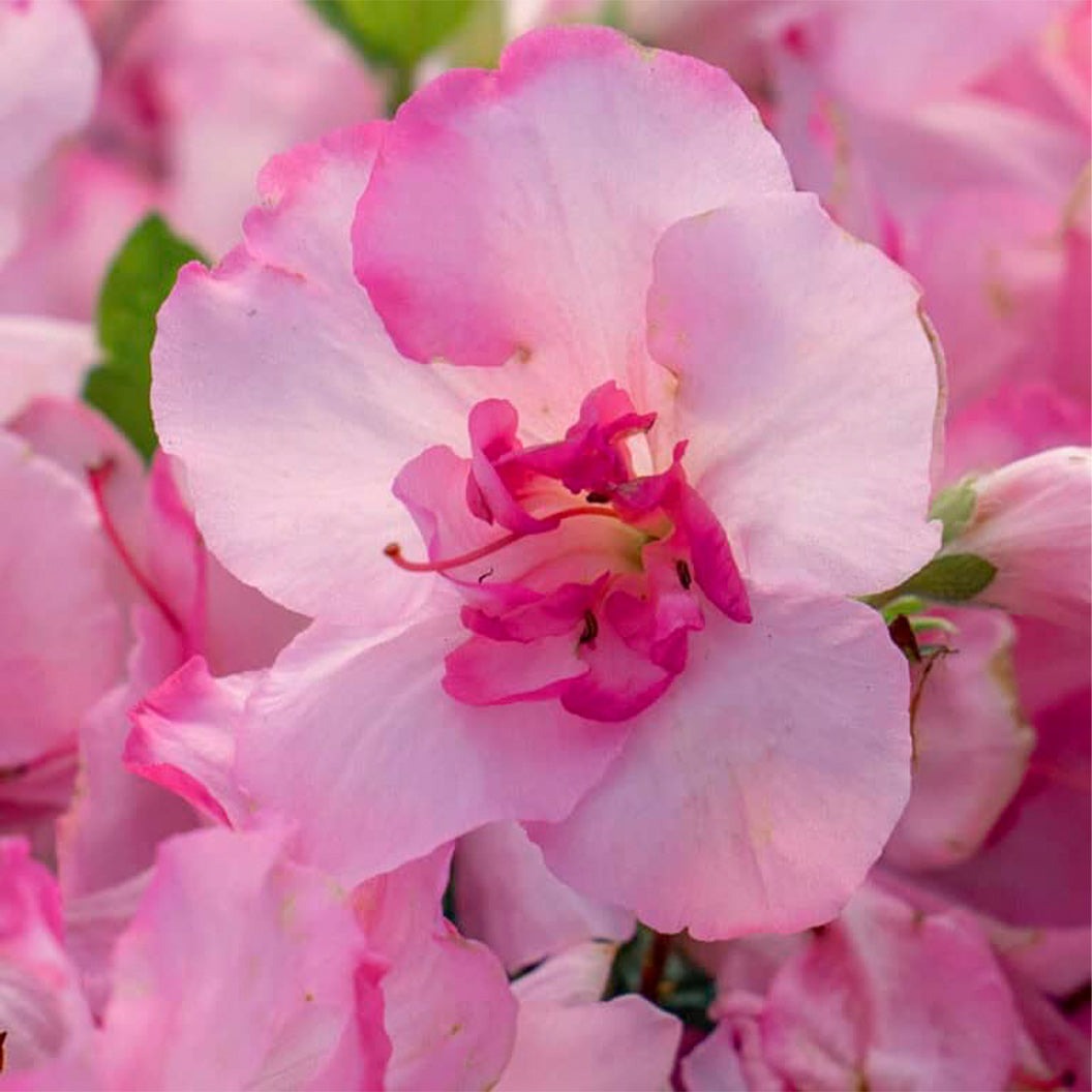 Encore Azalea® Autumn KissTM Shrub