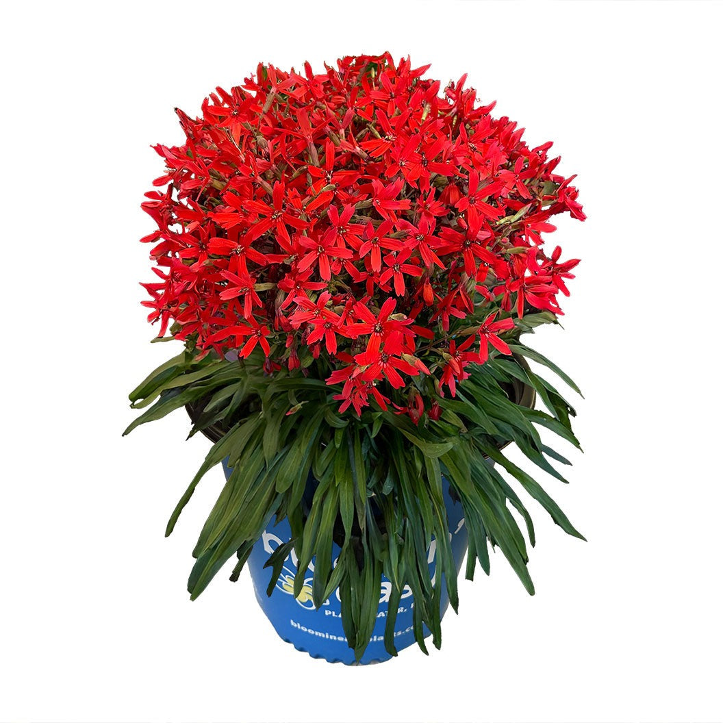 Forged by FireTM Silene Plant