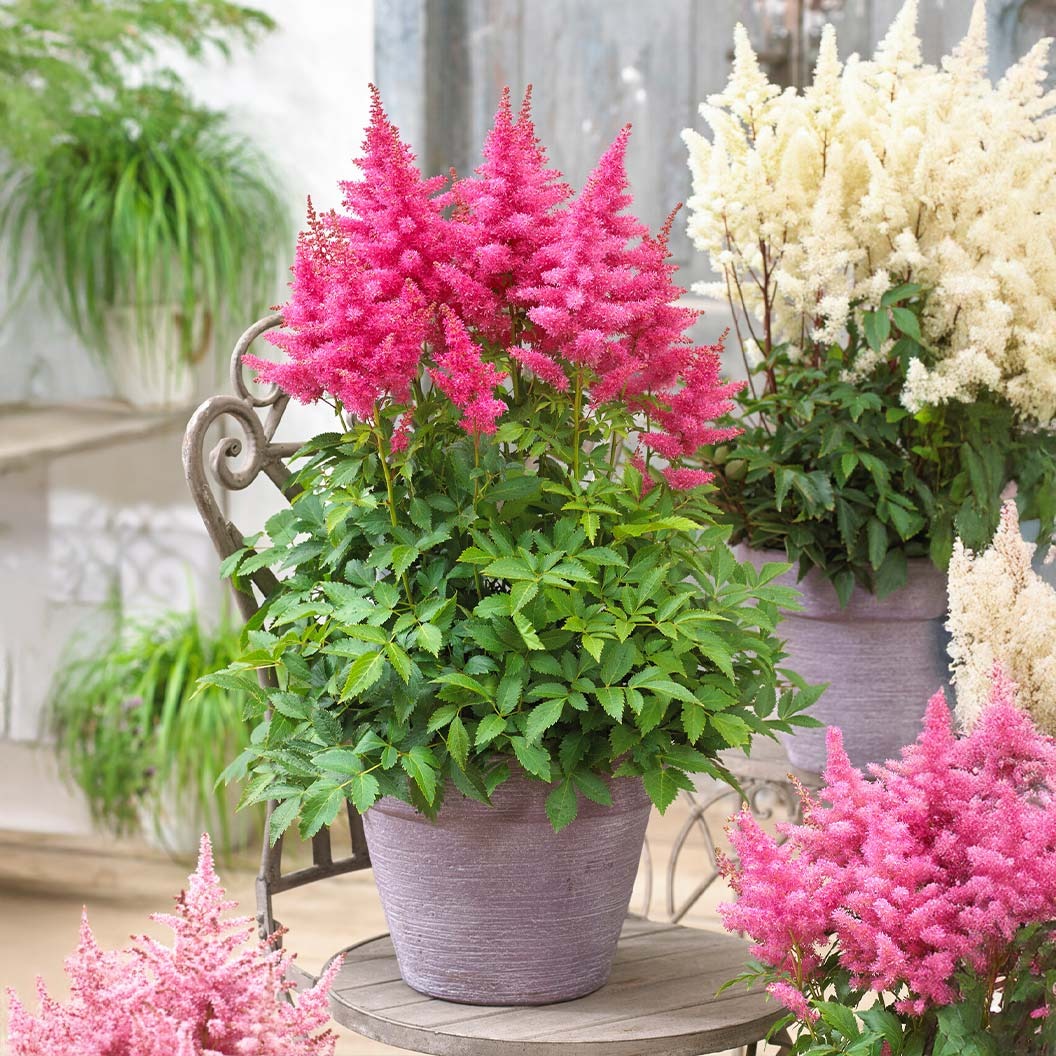 MusicTM Drum & Bass Astilbe Plant