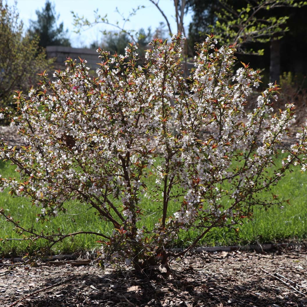 Proven Winners® Easy As PieTM Cherry Bush