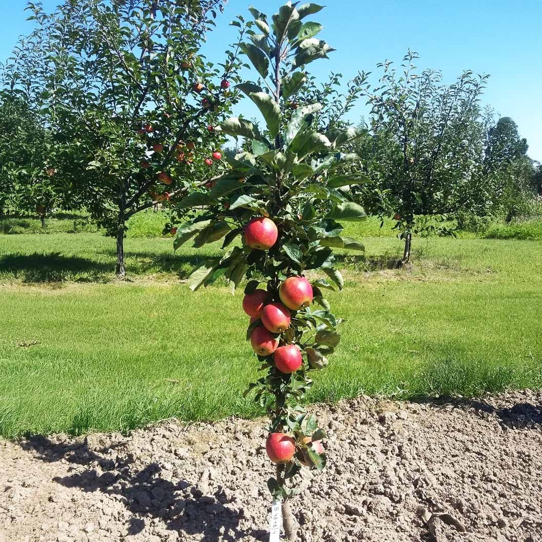 Fruit Snacks® Sweet TreatTM Columnar Apple Tree