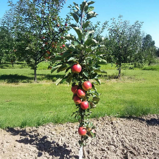 Fruit Snacks® Sweet TreatTM Columnar Apple Tree