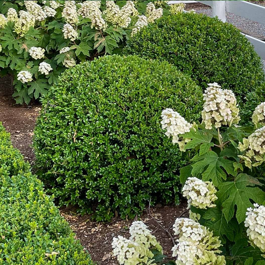 Proven Winners® NewGen Independence® Boxwood