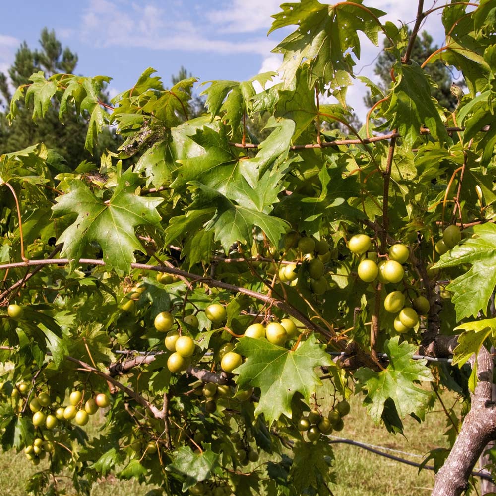 Carlos Muscadine Grape